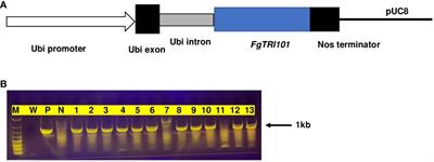 Reduction of Fusarium head blight and trichothecene contamination in transgenic wheat expressing Fusarium graminearum trichothecene 3-O-acetyltransferase